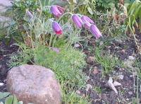 Pulsatilla